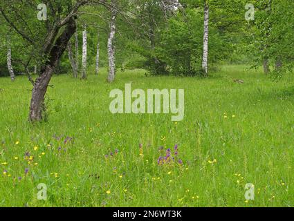 Prairie de fleurs sauvages dans la forêt ouverte de Laelatu, Estonie Juin Banque D'Images