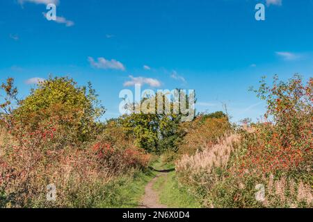 Une scène automnale en regardant le long de l'ancien chemin de fer de Teesdale à Mickleton. Banque D'Images