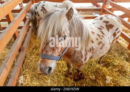 Deux petites chevaux de poney dans les écuries à la ferme Banque D'Images