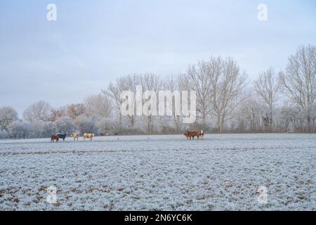 Vaches dans un champ gelé près de Margaretting Essex Banque D'Images