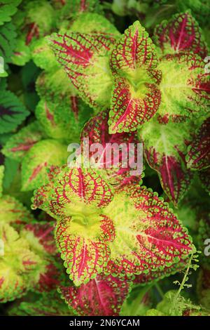 Gros plan des feuilles variégées de couleur vive de Coleus Plant dans le jardin Banque D'Images