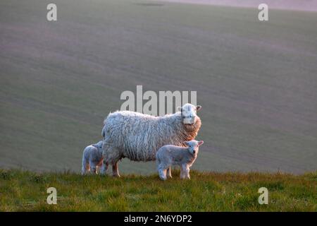 Une brebis et deux agneaux sur Ebsbury Hill près de Great Wishford dans le Wiltshire. Banque D'Images