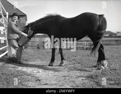 1962, historique, à l'intérieur d'un paddock, une zone fermée de prairies, une dame en équipement d'équitation, veste, chapeau et jodhpurs debout près de la porte, nourrissant son cheval d'un seau en métal, Stetchworth, Angleterre, Royaume-Uni. Banque D'Images