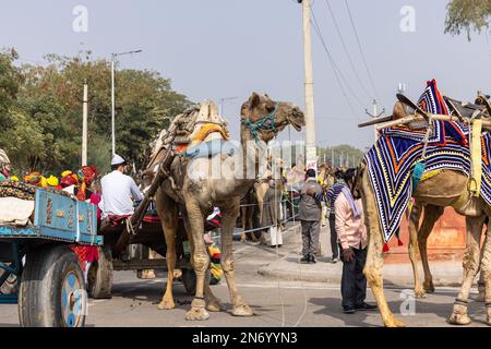 Bikaner, Inde - Jan 2023: Artistes du rajasthan qui produisent de la musique folklorique tout en participant au festival de chameau à bikaner. Banque D'Images