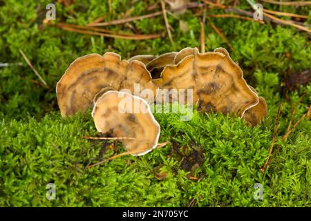 Champignons polypores ou support fumé (Bjerkandera adusta) sous forme de support sur une souche d'arbre recouverte de mousse dans un bois mixte sous hêtre et mélèze dans le nord du Somerset, en Angleterre, en septembre. Banque D'Images