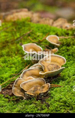 Champignons polypores ou support fumé (Bjerkandera adusta) sous forme de support sur une souche d'arbre recouverte de mousse dans un bois mixte sous hêtre et mélèze dans le nord du Somerset, en Angleterre, en septembre. Banque D'Images