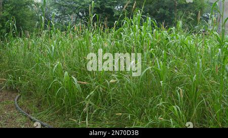 Oreille de millet vert ou de sorgho dans le champ agricole. Banque D'Images