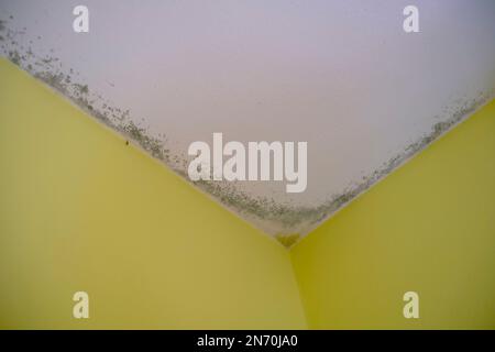 Moule noir dans l'angle du plafond blanc sur le mur jaune. Moisissure dans l'appartement. Humidité dans la pièce Banque D'Images