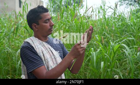 Les jeunes agriculteurs agronomes du mil ou du sorgho vérifient les cultures avant la récolte. Production et culture d'aliments biologiques. Banque D'Images