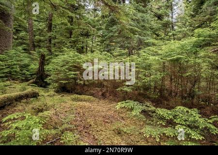 Journal des infirmières avec beaucoup de petits éververts avec des branches inférieures mangées par le cerf, Île Lyell, Haida Gwaii, C.-B. Banque D'Images