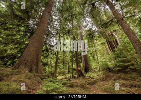 Parcourez la vieille forêt jusqu'à l'épinette géante de Sitka, âgée de 800 ans, sur l'île Lyell, Haida Gwaii (Colombie-Britannique) Banque D'Images