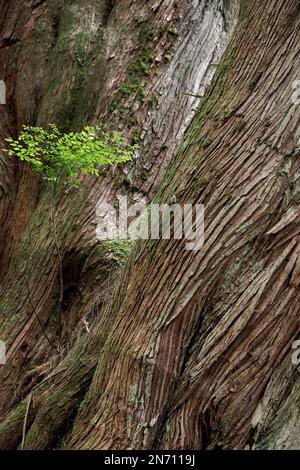 Brousse de l'huckleberry rouge (Vaccinium parvifolium) qui pousse du tronc d'un cèdre rouge de l'Ouest (Thuja plicata), Haida Gwaii (C.-B.) Banque D'Images