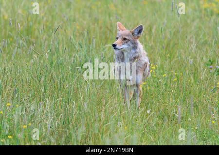 Kojote (Canis latrans), dans la prairie Banque D'Images