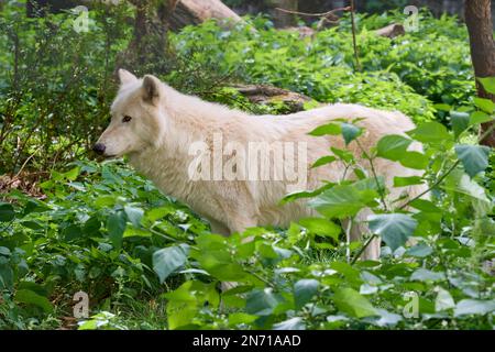 Loup arctique, Loup polaire (Canis lupus arctos) Banque D'Images