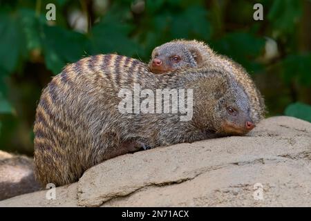 Mongoses nains (Helogale parvula), deux animaux Banque D'Images