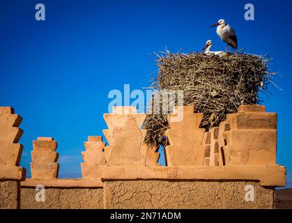 Deux cigognes dans un nid d'oiseau sur une cheminée de la casbah, Ouarzazate, Maroc Banque D'Images