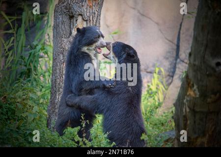 Ours soleil (helarctos malayanus), deux animaux combattant Banque D'Images