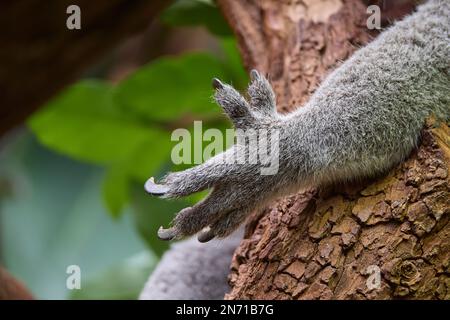 Koala (Phascolarctos cinereus), main Banque D'Images