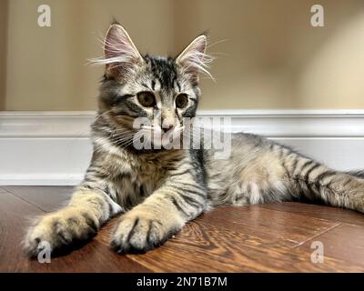 Petit chaton sibérien repose sur une couverture rose il a de grandes oreilles énormes dans leurs cheveux il a joué beaucoup et est fatigué ses yeux se ferment il veut dormir il est gris et rayé se déplace peu de twitches son oreille Banque D'Images