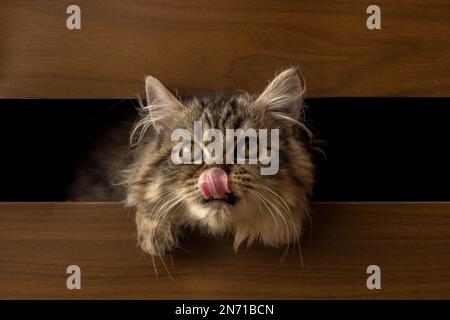 Gros plan d'un chat persan en peluche tabby qui colle sa langue Banque D'Images
