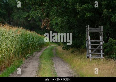 Siège haut pour un chasseur à côté d'un champ de maïs dans la forêt, faible profondeur de champ, bokeh mou, espace libre pour le texte Banque D'Images