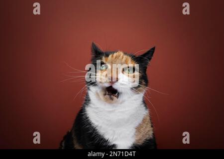 calico en colère chat avec bouche ouverte mewing regardant l'appareil photo sur fond rouge avec l'espace de copie. Un chat affamé en surpoids veut de la nourriture. Banque D'Images