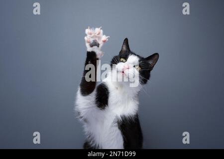 tuxedo ludique chat levant patte montrant des griffes sur fond gris avec espace de copie Banque D'Images