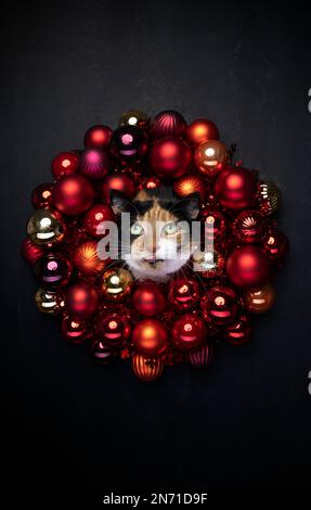 portrait de chat de noël. Calico chat colle tête à travers rouge Noël boule couronne sur fond noir avec espace de copie, visage drôle avec langue dehors Banque D'Images