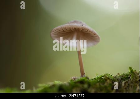 Un petit Mycena qui pousse sur une branche recouverte de mousse, parc naturel de Pfälzerwald, réserve de biosphère de Pfälzerwald-Nordvogesen, Rhénanie-Palatinat, Allemagne Banque D'Images