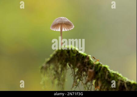 Un petit Mycena qui pousse sur une branche recouverte de mousse, parc naturel de Pfälzerwald, réserve de biosphère de Pfälzerwald-Nordvogesen, Rhénanie-Palatinat, Allemagne Banque D'Images