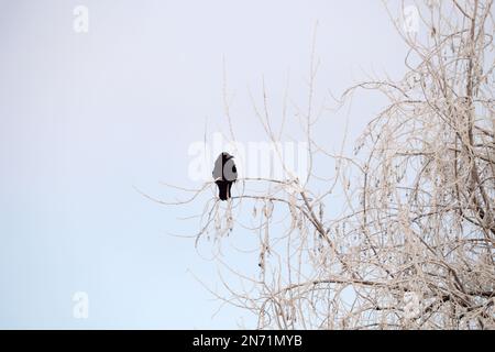 Corbeau noir assis sur un arbre recouvert de givre à l'extérieur. Matin d'hiver Banque D'Images