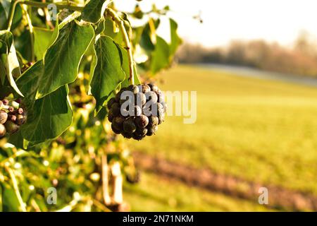 Ivy, hedera Helix, baies suspendues d'un buisson Banque D'Images