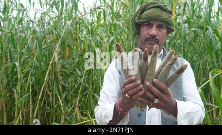 Les jeunes agriculteurs agronomes du mil ou du sorgho vérifient les cultures avant la récolte. Production et culture d'aliments biologiques. Banque D'Images