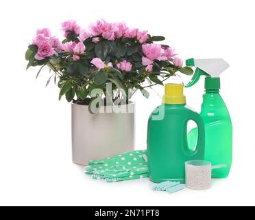 Azalea en pot, gants et différents engrais de maison sur fond blanc Banque D'Images