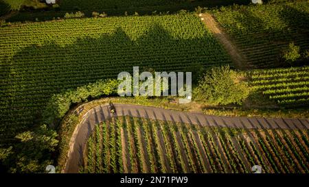 Cycliste dans les vignobles du Tuniberg près de Fribourg. Banque D'Images