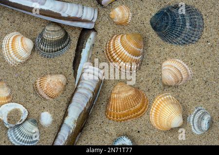 Les coquilles vides sont lavées à marée haute Banque D'Images