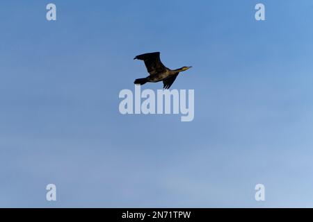 Cormorant, Phalacrocorax carbo Banque D'Images