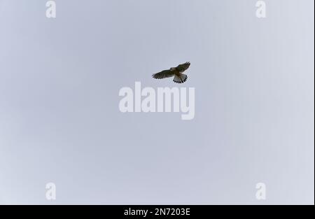 Kestrel, Falco tinnunculus, en vol Banque D'Images