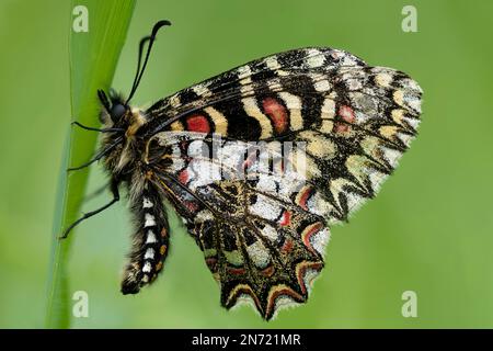 Papillon à feston espagnol, Zerynthia rumina, papillon à queue d'oiseau, Papilionidae, lame d'herbe, ailes fermées, sous les ailes. Banque D'Images