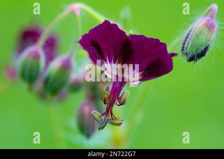 Crâne brun, Geranium phaeum, fleur, bourgeons Banque D'Images