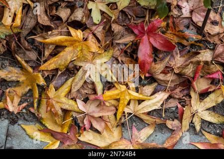 Nature, saisons, automne, couleur d'automne, hiver, Froid, vie végétale, flore, feuilles couvertes de hoarfrost, sucrine américaine, Liquidambar styraciflua Banque D'Images