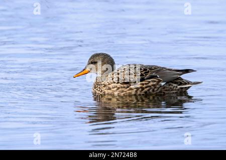 Gadwall (Mareca streppera / Anas streppera) femelle de canard dabbling nageant dans l'étang en hiver Banque D'Images