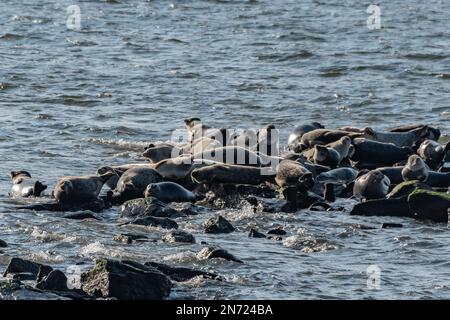 Seals Basking in the Sun, fort Hancock New Jersey USA, fort Hancock, New Jersey Banque D'Images