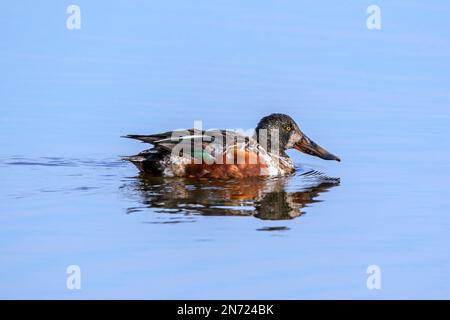 Deuxième année de la pelle butte (spatule clypeata / Anas clypeata) immature mâle / drake dans le premier plumage hivernal nageant dans l'étang Banque D'Images