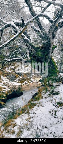 Hêtre fortement moussy rongé dans la gorge de Leutascher Geisterklamm Banque D'Images