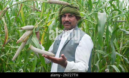 Les jeunes agriculteurs agronomes du mil ou du sorgho vérifient les cultures avant la récolte. Production et culture d'aliments biologiques. Banque D'Images