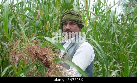 Les jeunes agriculteurs agronomes du mil ou du sorgho vérifient les cultures avant la récolte. Production et culture d'aliments biologiques. Banque D'Images