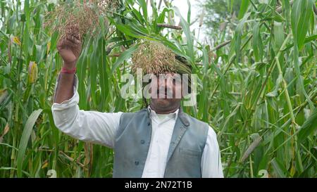 Les jeunes agriculteurs agronomes du mil ou du sorgho vérifient les cultures avant la récolte. Production et culture d'aliments biologiques. Banque D'Images