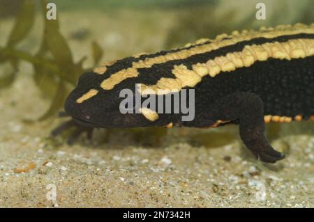 Gros plan sur un adulte aquatique coloré de Paramesotriton laoensis, un nouveau-lieu de guerre laoensis en voie de disparition au Laos Banque D'Images