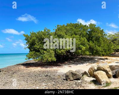 Roche volcanique le long du rivage, Eagle Beach, Aruba Banque D'Images